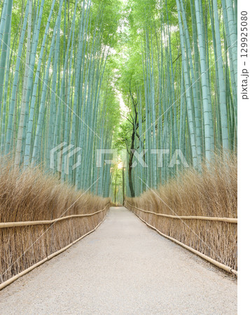 京都嵐山_竹林の小径の絶景風景 129925080