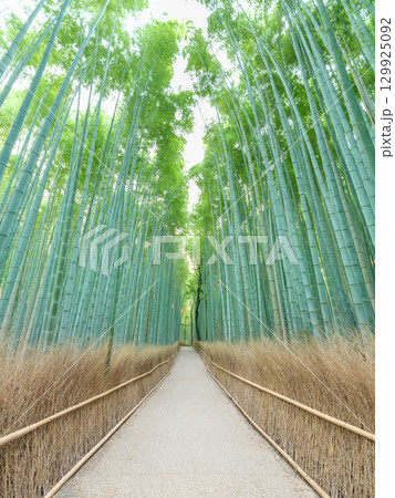 京都嵐山_竹林の小径の絶景風景 京都嵐山_竹林の小径の絶景風景 129925092