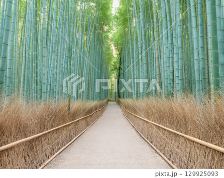 京都嵐山_竹林の小径の絶景風景 京都嵐山_竹林の小径の絶景風景 129925093