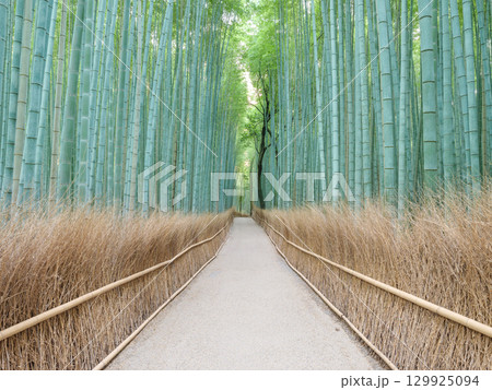 京都嵐山_竹林の小径の絶景風景 京都嵐山_竹林の小径の絶景風景 129925094