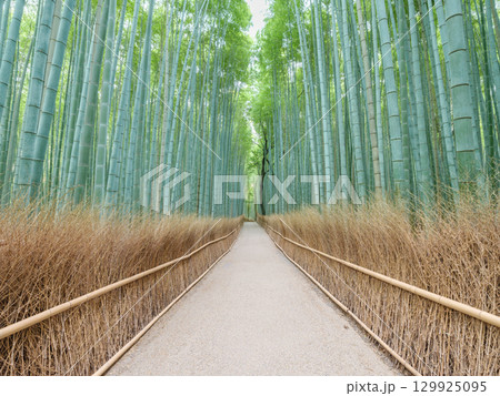 京都嵐山_竹林の小径の絶景風景 129925095