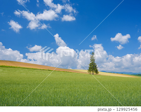 北海道_初夏のクリスマスツリーの木と快晴の絶景 129925456