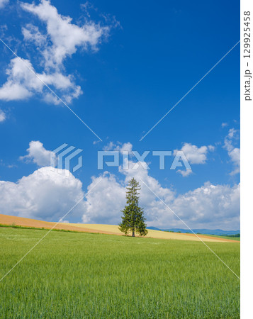 北海道_初夏のクリスマスツリーの木と快晴の絶景 129925458