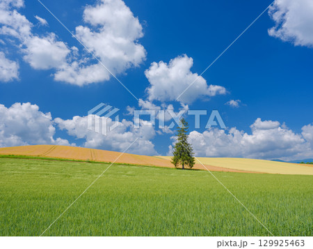 北海道_初夏のクリスマスツリーの木と快晴の絶景 129925463