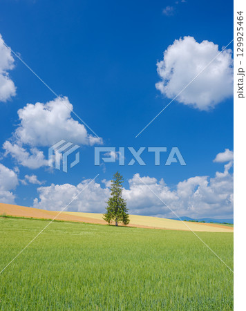 北海道_初夏のクリスマスツリーの木と快晴の絶景 北海道_初夏のクリスマスツリーの木と快晴の絶景 129925464