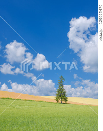 北海道_初夏のクリスマスツリーの木と快晴の絶景 129925470