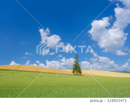 北海道_初夏のクリスマスツリーの木と快晴の絶景 129925471