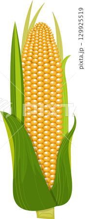 Vibrant yellow corn cob with green husk and leaves, displaying fresh and healthy produce Vibrant yellow corn cob with green husk and leaves, displaying fresh and healthy produce 129925519