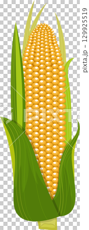 Vibrant yellow corn cob with green husk and leaves, displaying fresh and healthy produce Vibrant yellow corn cob with green husk and leaves, displaying fresh and healthy produce 129925519