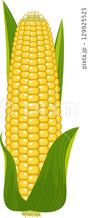Vibrant yellow corn cob with green leaves; a healthy and nutritious vegetable illustration. 129925525