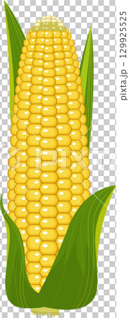 Vibrant yellow corn cob with green leaves; a healthy and nutritious vegetable illustration. 129925525