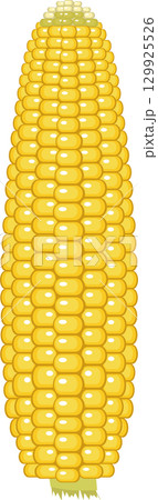 Vibrant yellow corn on the cob, a symbol of harvest and a versatile culinary staple. Vibrant yellow corn on the cob, a symbol of harvest and a versatile culinary staple. 129925526