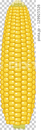Vibrant yellow corn on the cob, a symbol of harvest and a versatile culinary staple. 129925526