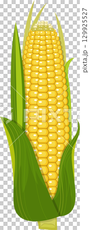 Freshly harvested ear of corn still in its husk, an iconic symbol of autumn abundance. Freshly harvested ear of corn still in its husk, an iconic symbol of autumn abundance. 129925527