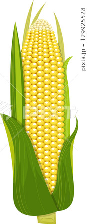 A vibrant illustration of an ear of corn, complete with bright yellow kernels and green husks. 129925528