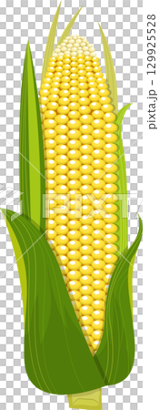 A vibrant illustration of an ear of corn, complete with bright yellow kernels and green husks. 129925528