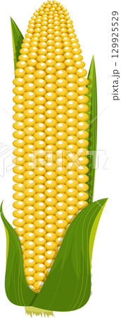 Vibrant yellow corn on the cob, still in its green husk, a symbol of harvest and bounty. 129925529