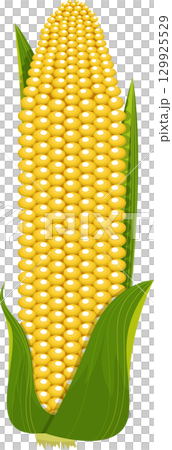 Vibrant yellow corn on the cob, still in its green husk, a symbol of harvest and bounty. 129925529