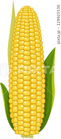 Vibrant close-up of a ripe ear of corn, showcasing its yellow kernels and green leafy husks. Vibrant close-up of a ripe ear of corn, showcasing its yellow kernels and green leafy husks. 129925530