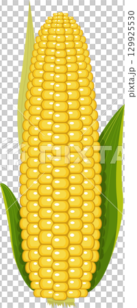 Vibrant close-up of a ripe ear of corn, showcasing its yellow kernels and green leafy husks. Vibrant close-up of a ripe ear of corn, showcasing its yellow kernels and green leafy husks. 129925530