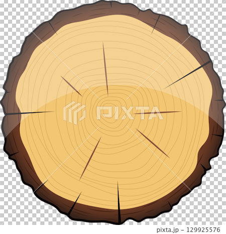 Detailed cross-section of a tree trunk, revealing growth rings and radial cracks on a black background. 129925576