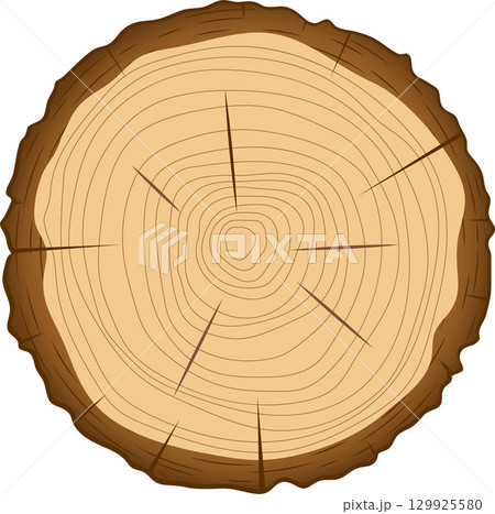 Cross section of a tree trunk showing growth rings; represents nature's passage of time. Cross section of a tree trunk showing growth rings; represents nature's passage of time. 129925580