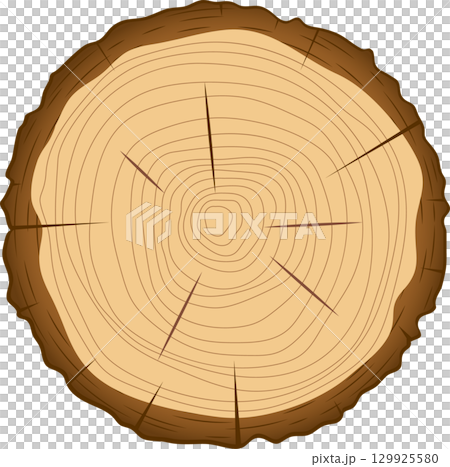 Cross section of a tree trunk showing growth rings; represents nature's passage of time. Cross section of a tree trunk showing growth rings; represents nature's passage of time. 129925580