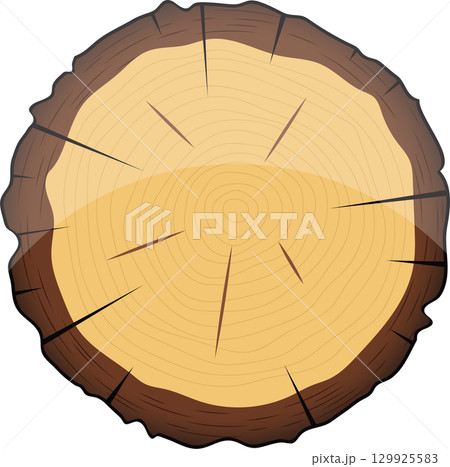 A detailed illustration of a cross-section of a tree trunk with rings, bark, and radial rays. 129925583