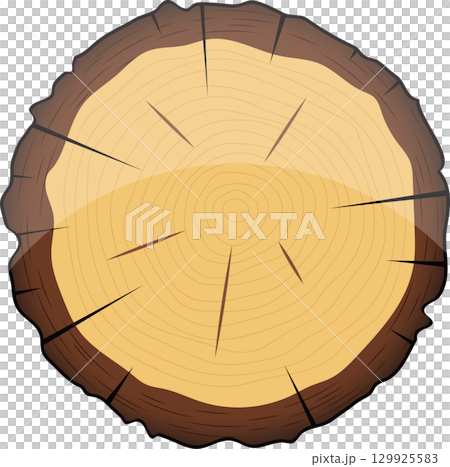 A detailed illustration of a cross-section of a tree trunk with rings, bark, and radial rays. 129925583