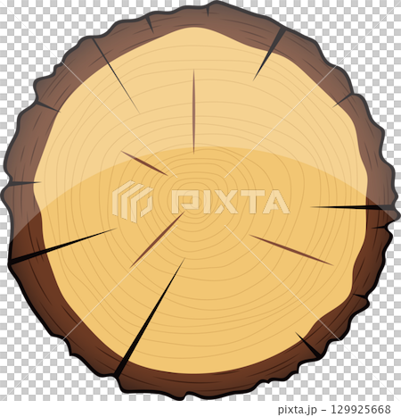 Cross section of a tree trunk displaying growth rings and medullary rays in yellow and brown. 129925668