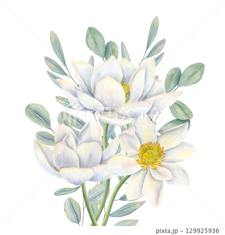 White lotuses and eucalyptus leaves bouquet watercolor illustration on isolated background. Water lilies, green foliage composition for wedding invitations, packaging, birthday greeting cards. White lotuses and eucalyptus leaves bouquet watercolor illustration on isolated background. Water lilies, green foliage composition for wedding invitations, packaging, birthday greeting cards. 129925936