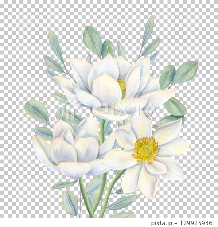 White lotuses and eucalyptus leaves bouquet watercolor illustration on isolated background. Water lilies, green foliage composition for wedding invitations, packaging, birthday greeting cards. White lotuses and eucalyptus leaves bouquet watercolor illustration on isolated background. Water lilies, green foliage composition for wedding invitations, packaging, birthday greeting cards. 129925936