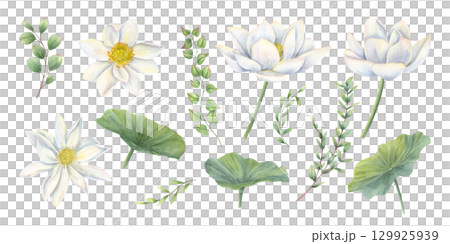 White lotus flower head, leaves and eucalyptus branches watercolor isolated illustration clip art. Blooming water lilies with greenery set for wedding stationery, Diwali decor, bouquet design. 129925939