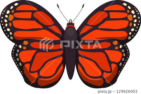 Vibrant butterfly displaying beautiful orange and black patterns, showcasing nature's artistry. Vibrant butterfly displaying beautiful orange and black patterns, showcasing nature's artistry. 129926003