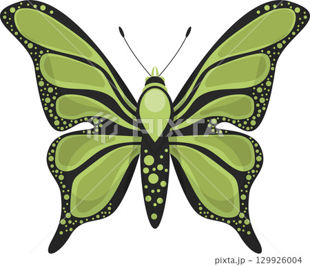 Detailed light green butterfly illustration with rounded spots and black outlining on a black background. Detailed light green butterfly illustration with rounded spots and black outlining on a black background. 129926004
