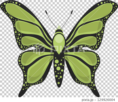 Detailed light green butterfly illustration with rounded spots and black outlining on a black background. Detailed light green butterfly illustration with rounded spots and black outlining on a black background. 129926004