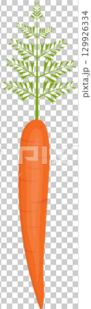 Vibrant orange carrot with feathery green leaves against a stark black background. 129926334