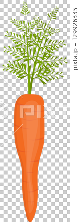 Vibrant vector illustration of a fresh carrot with leafy green top on a plain background. 129926335