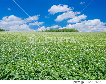 北海道美瑛_ジャガイモ畑の風景 129926456