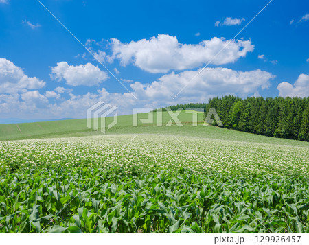 北海道美瑛_ジャガイモ畑の風景 129926457