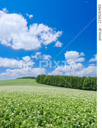 北海道美瑛_ジャガイモ畑の風景 129926460