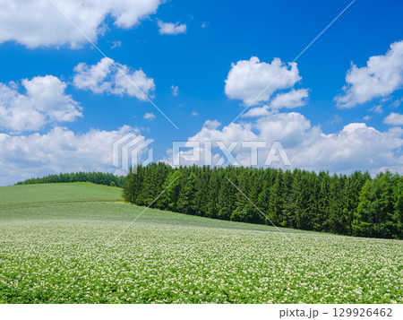 北海道美瑛_ジャガイモ畑の風景 129926462