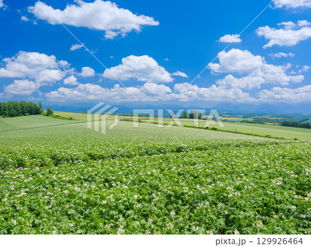 北海道美瑛_ジャガイモ畑の風景 129926464