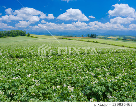 北海道美瑛_ジャガイモ畑の風景 129926465