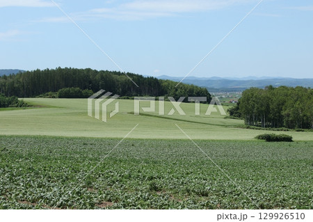 花満開のそば畑　和寒町そば畑　蕎麦畑　キタワセソバ 129926510