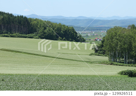 花満開のそば畑　和寒町そば畑　蕎麦畑　キタワセソバ 129926511