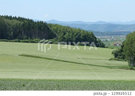 花満開のそば畑 和寒町そば畑 蕎麦畑 キタワセソバ 花満開のそば畑 和寒町そば畑 蕎麦畑 キタワセソバ 129926512