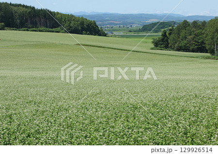花満開のそば畑 和寒町そば畑 蕎麦畑 キタワセソバ 花満開のそば畑 和寒町そば畑 蕎麦畑 キタワセソバ 129926514