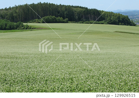花満開のそば畑　和寒町そば畑　蕎麦畑　キタワセソバ 129926515