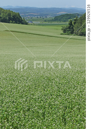 花満開のそば畑　和寒町そば畑　蕎麦畑　キタワセソバ 129926516
